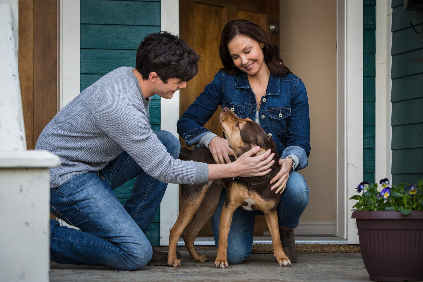 A Dog's Way Home - DVD (Used)