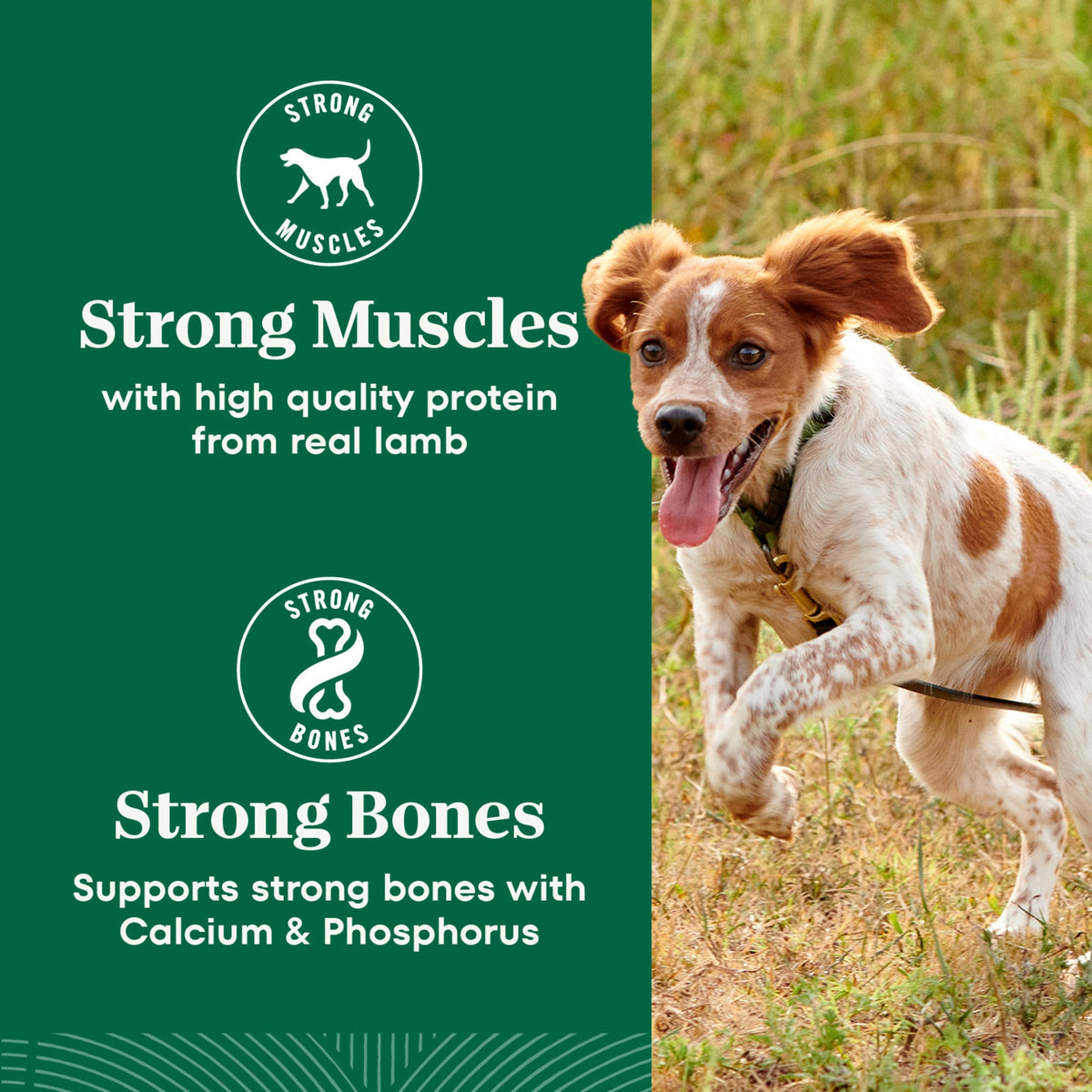 Nutro Natural Choice Adult Dry Dog Food, Lamb Flavour, 2.27kg đ All In One Marketplace Canada