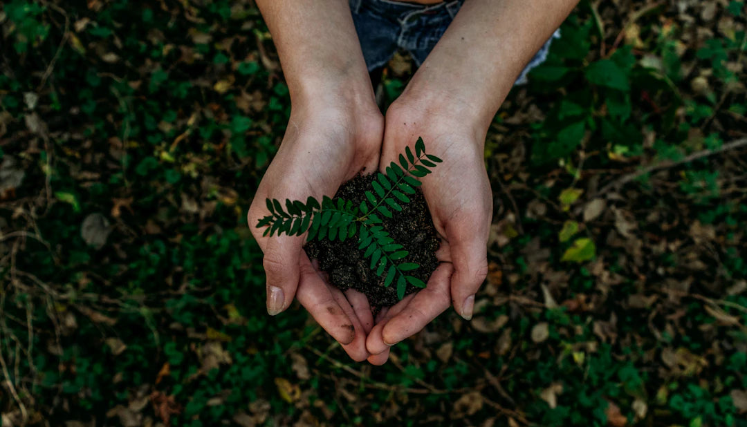 Exploring Sustainable Practices Alternatives to American Brands
