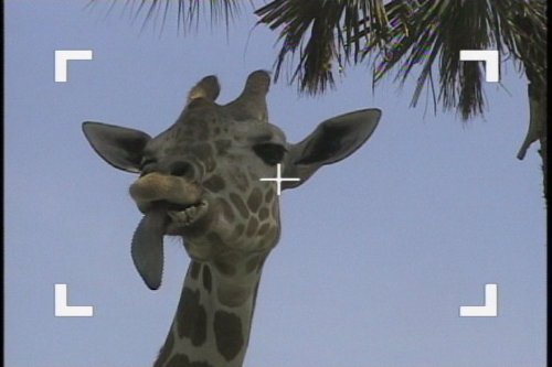 Wild Animal Baby: A Tall Tail & Other Stories