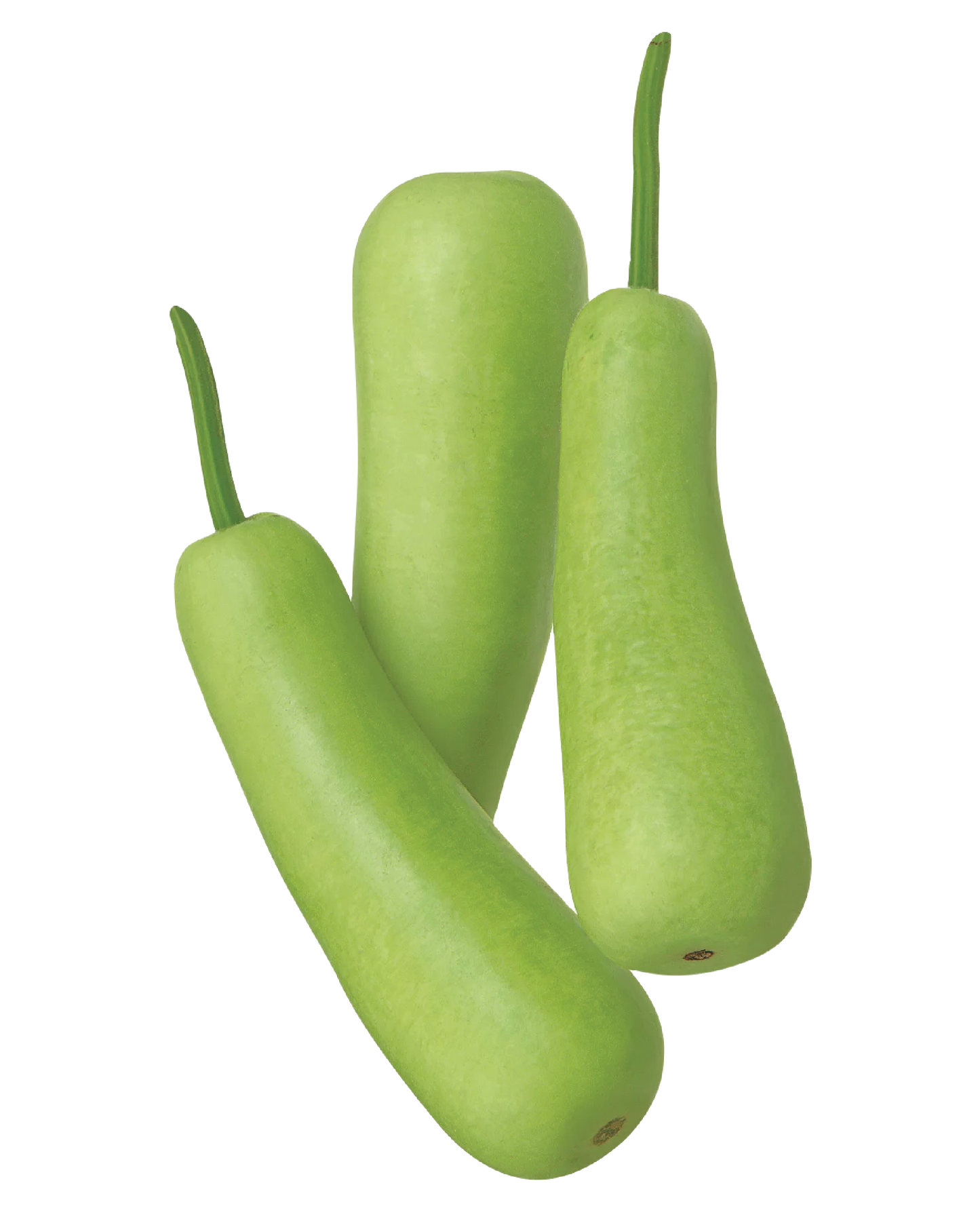 Long Squash (Dudhi)