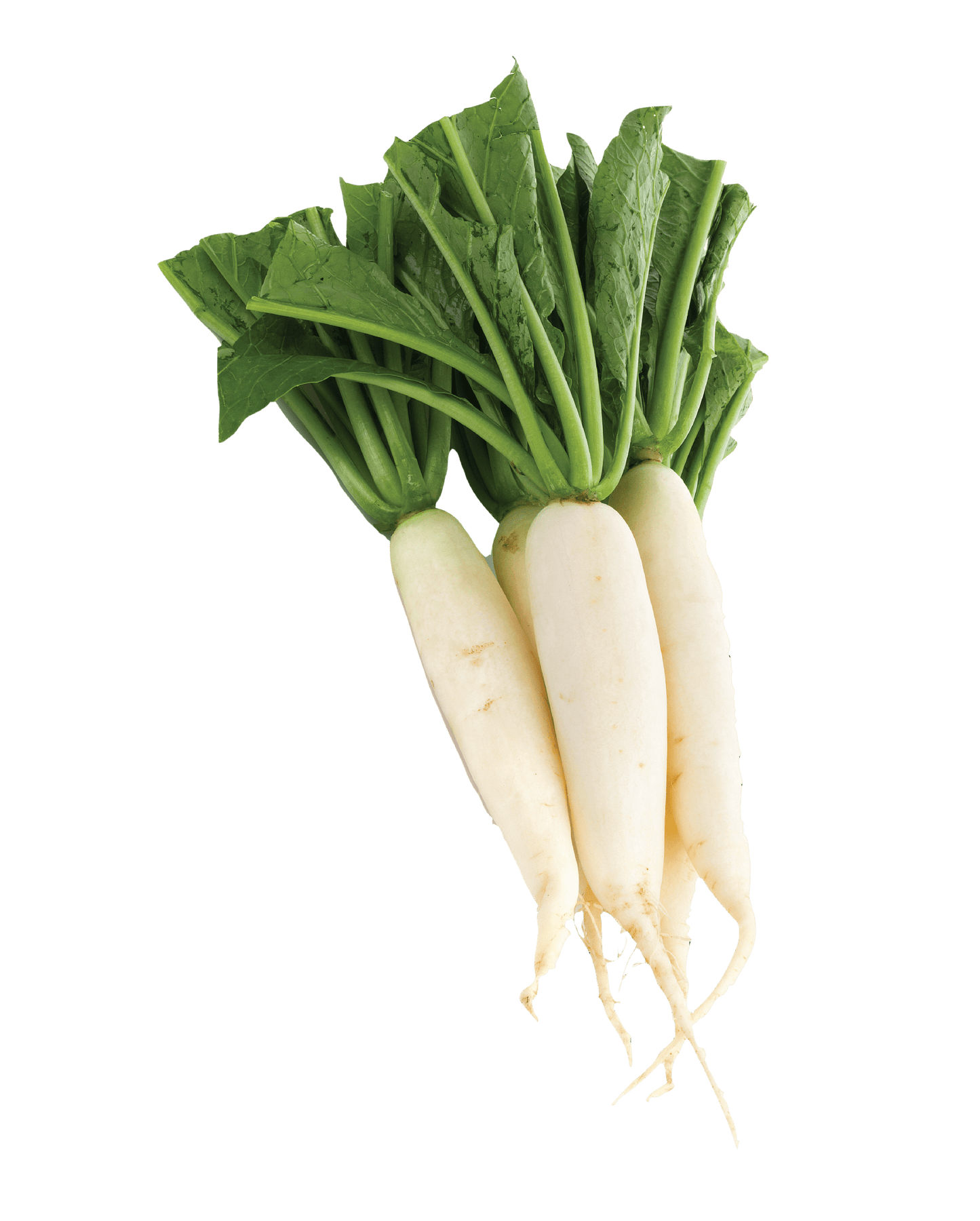 Diakon (Muli, White Radish)