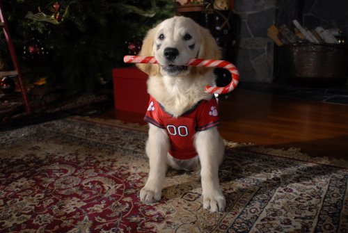 Santa Buddies: The Legend of Santa Paws - DVD