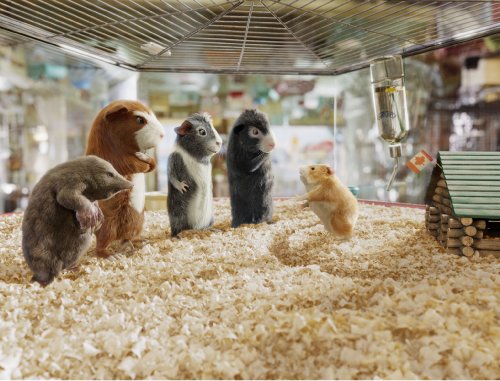 G-Force