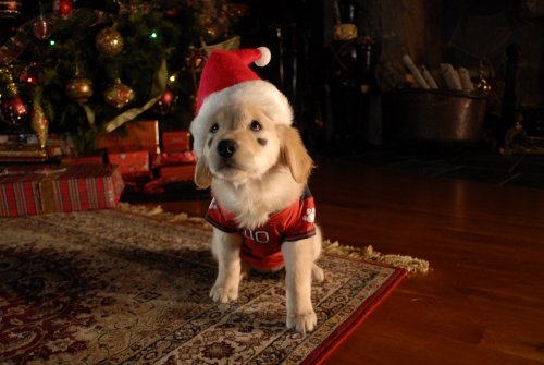 Santa Buddies: The Legend of Santa Paws - DVD