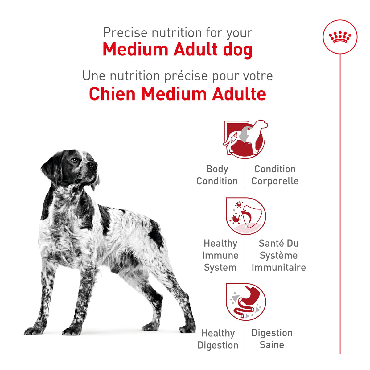 Royal Canin Medium Breed Adult Dry Dog Food, 30 lb Bag 🍁 All In One Marketplace Canada