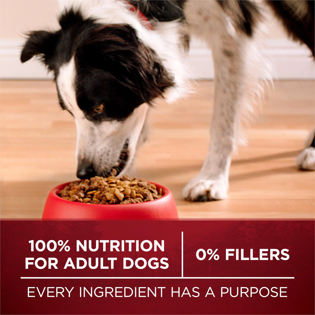 Purina ONE True Instinct Dry Dog Food, Chicken & Duck 6kg 🍁 All In One Marketplace Canada
