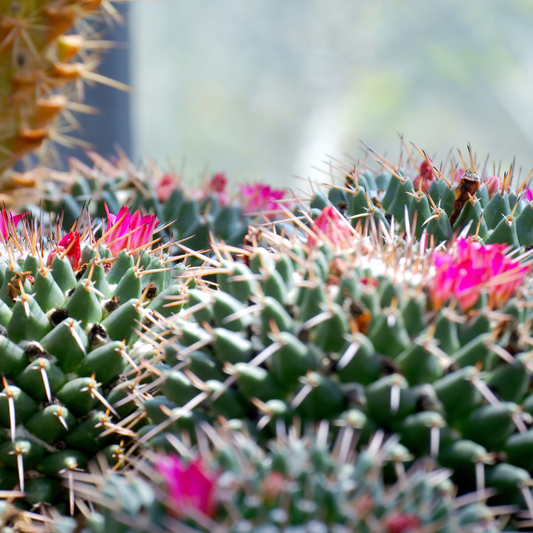 Huile parfumée Fleur de cactus