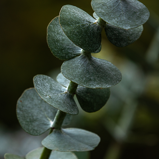 Mélange d'huiles essentielles Eucalyptus + Menthe poivrée