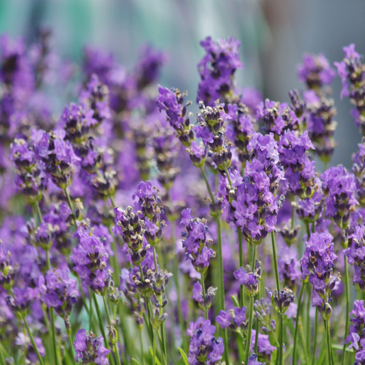 Mélange d'huiles essentielles Lavande + Citronnelle