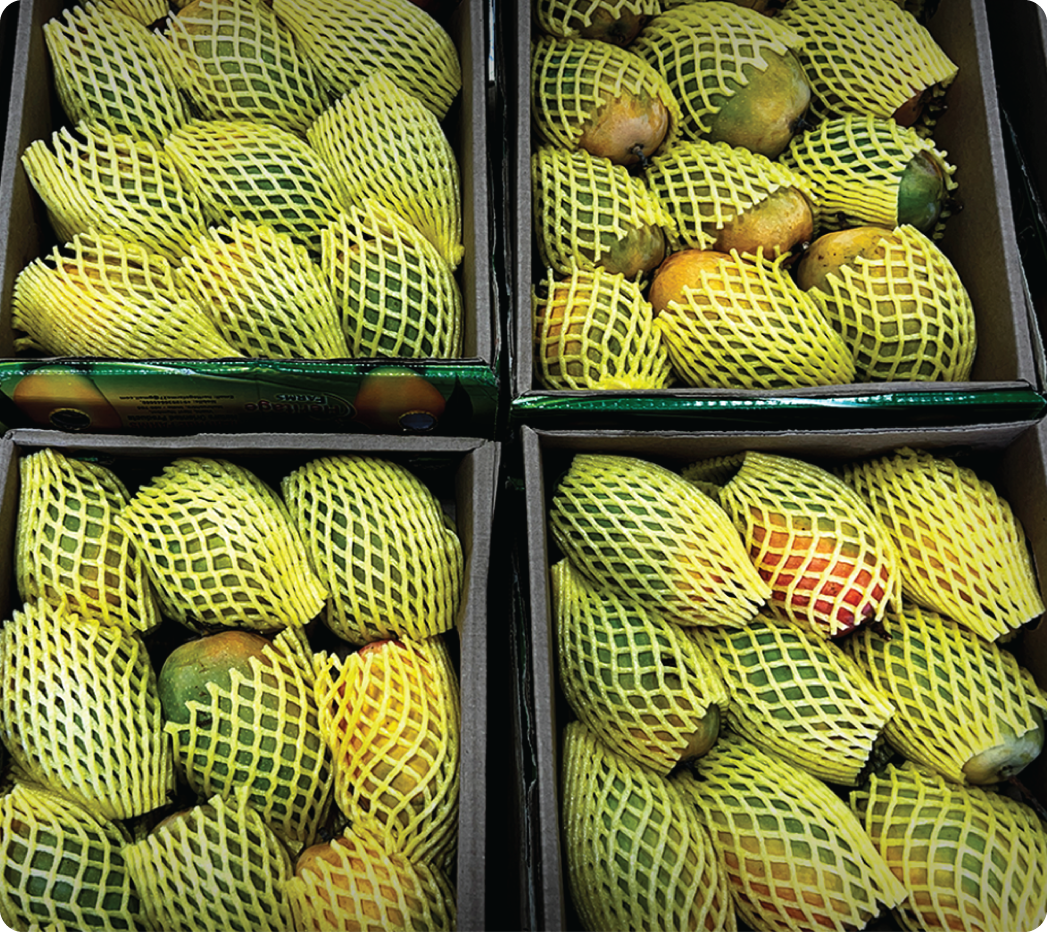 Kesar Mangoes