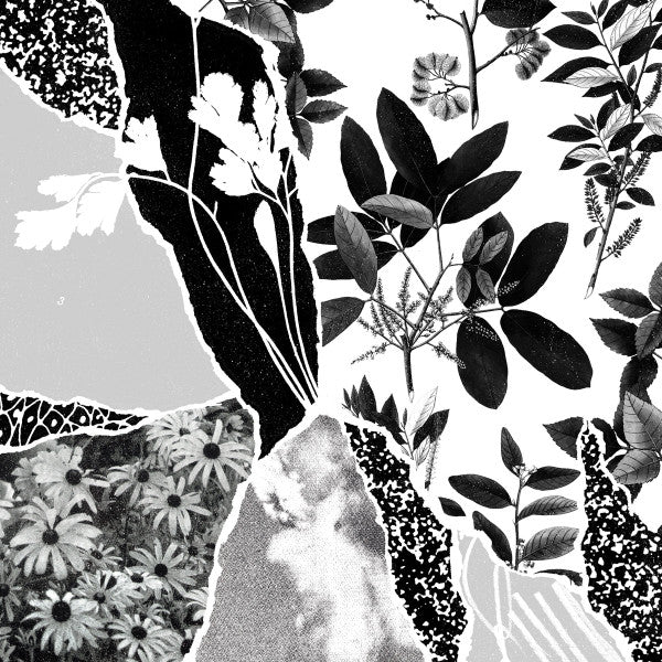 Ponctuation / Mon Herbier Du Monde Entier - LP