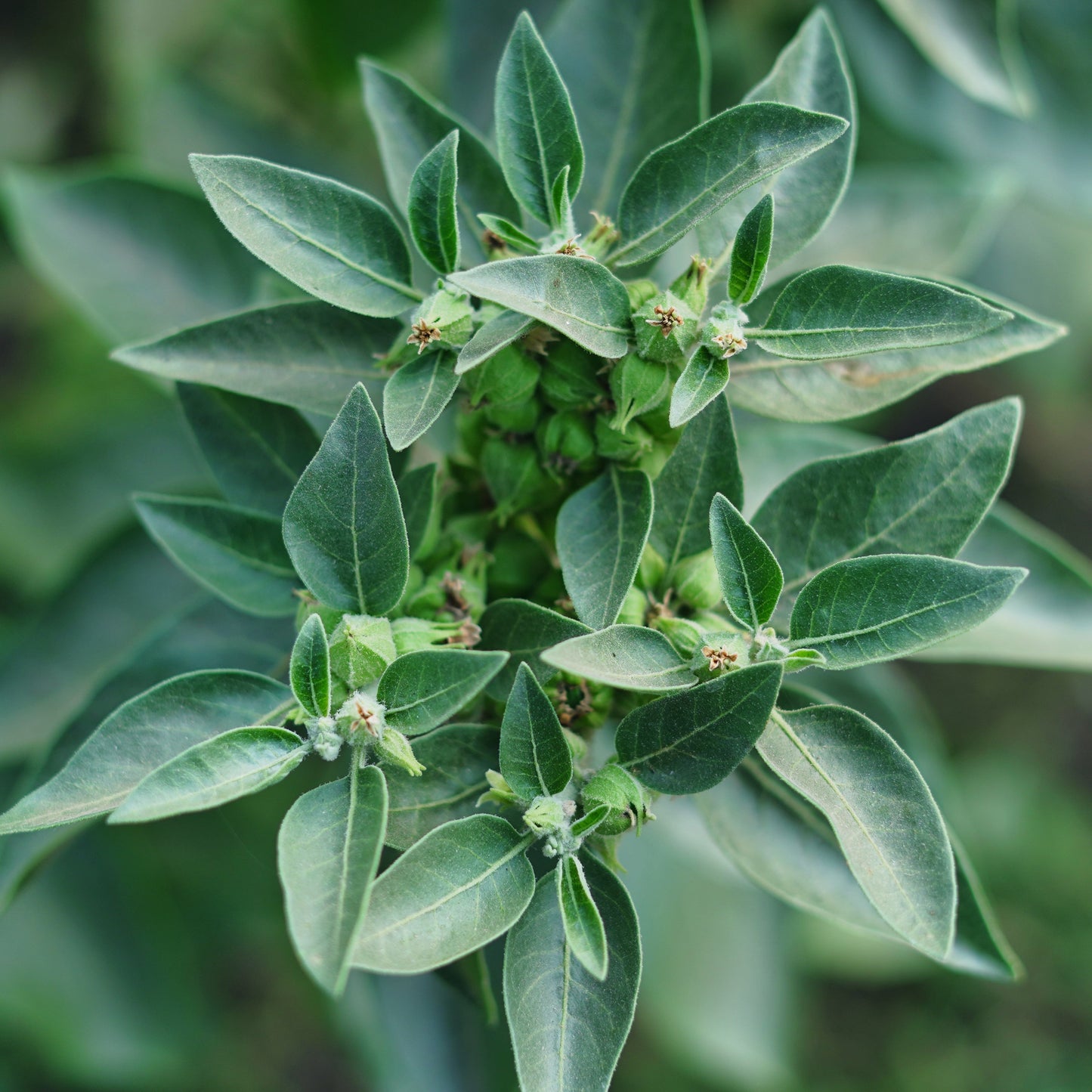 ASHWAGANDHA ROOT POWDER