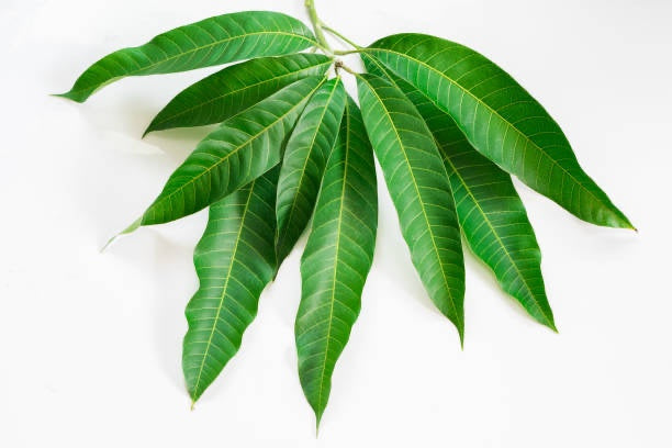 Mango Leaves