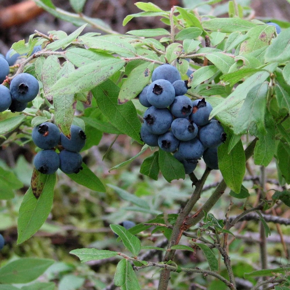 Confiture de bleuets sauvages