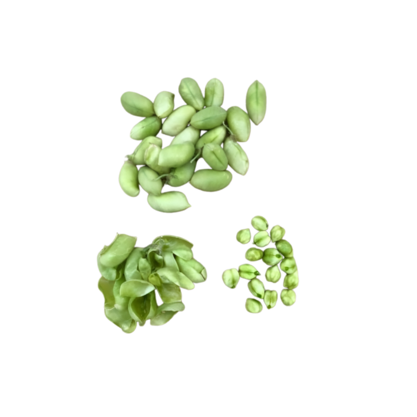 Fresh Green Chana (Chickpea)
