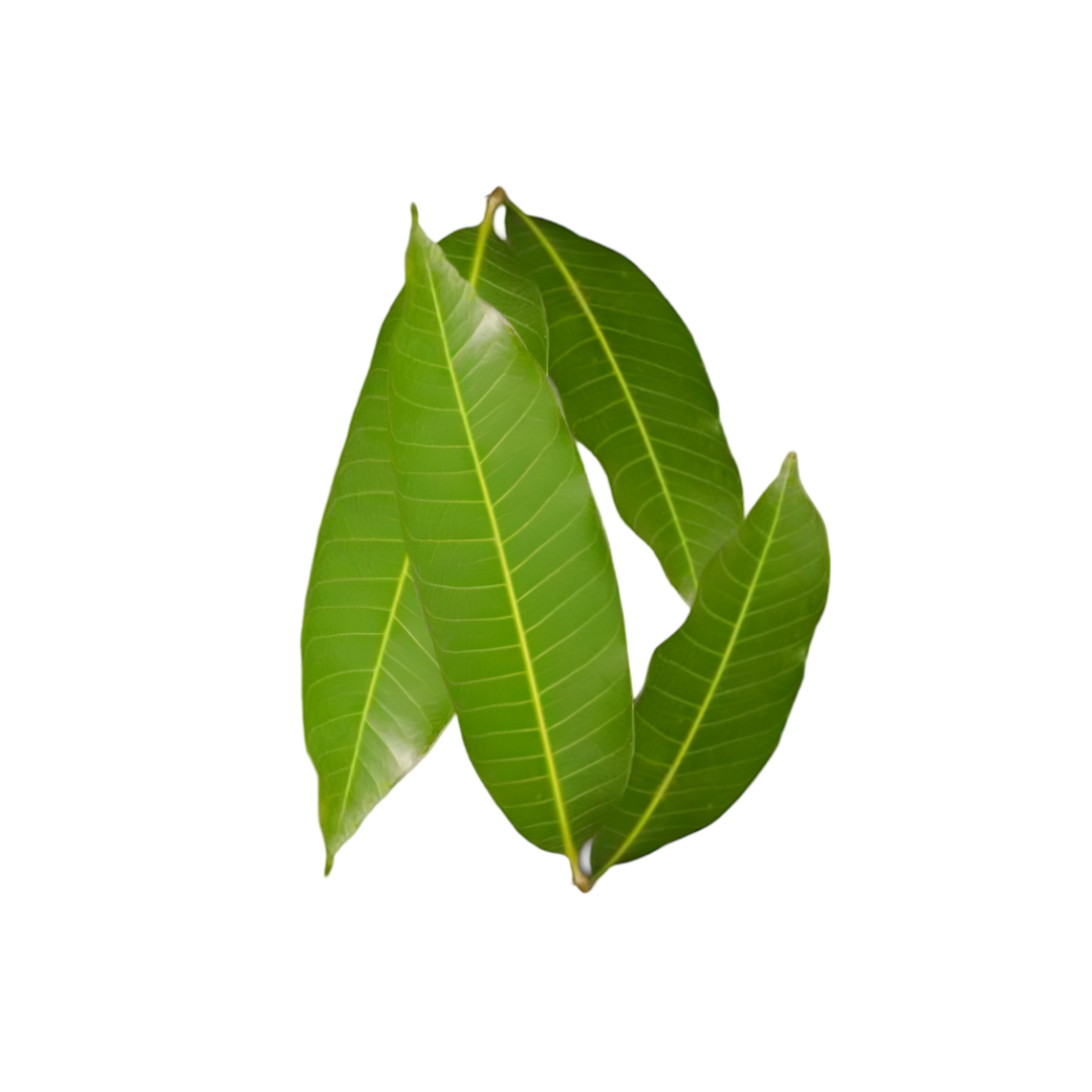 Mango leaf